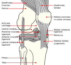 Knee_diagram.svg.png