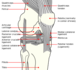 Knee_diagram.svg.png